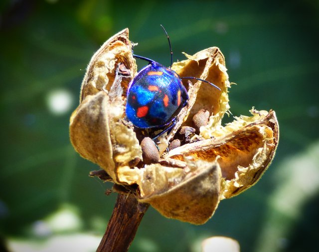 Blue Jewell bug on seed pod.jpg