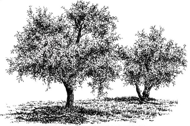 olive-trees-pen-drawing.jpg