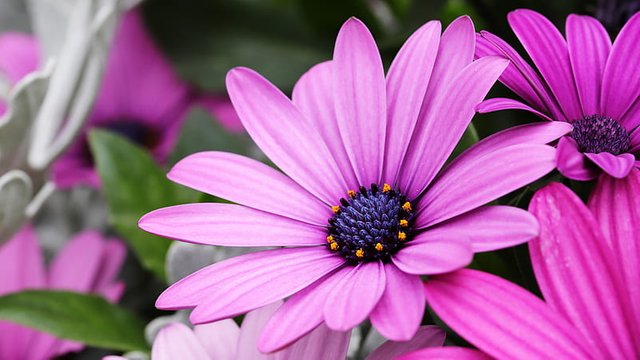 HD-wallpaper-daisy-osteospermum-pink-petal-flower-flowers.jpg