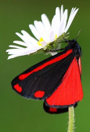 Cinnabar Moth.jpeg