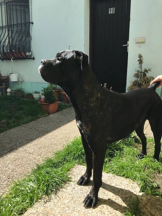 my cane corso