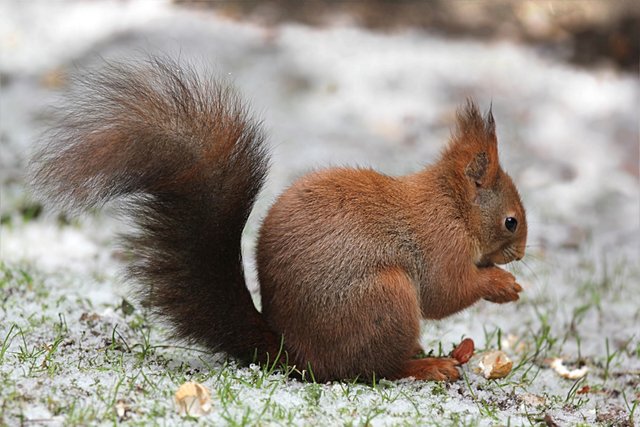 animal_rodent_squirrel_sciurus_vulgaris_major_winter_snow_foraging-1286553.jpg