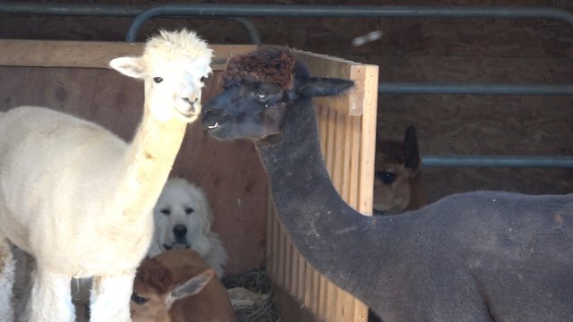 alpaca4.JPG