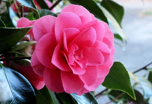 0980-Camellia.jpg