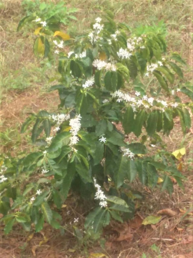 café en flor.jpeg