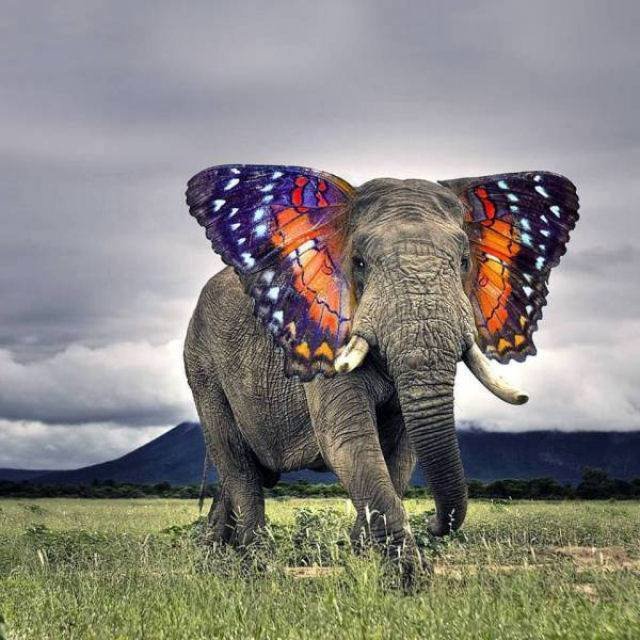 elephant butterfly.jpg