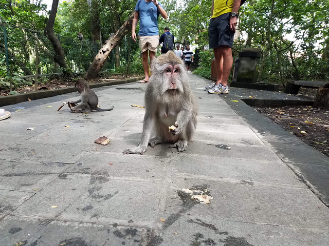 monkey-2.png
