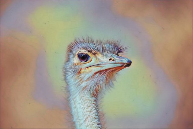 ostrich1