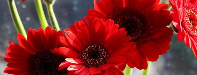 gerbera-daisy-820x312.jpg