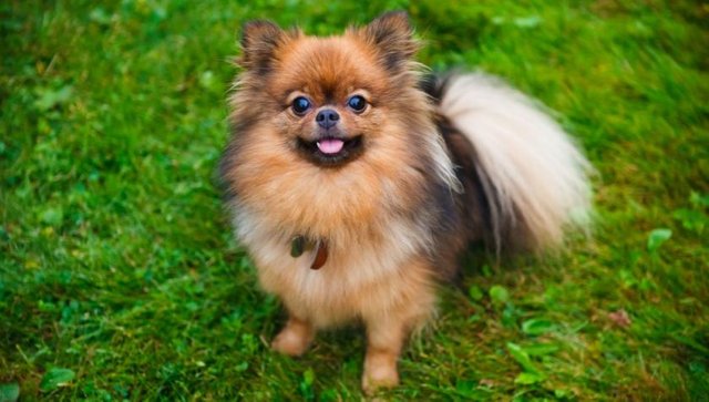 The-Pomeranian.jpg