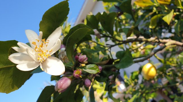 Lemon flower .jpg