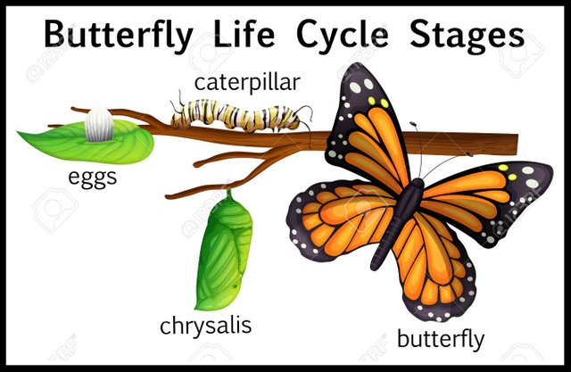 clipart-gallery-butterfly-caterpillar-10.jpg