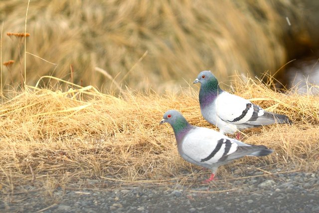 050 two pigeons 2 resized 1200 x 800.jpg