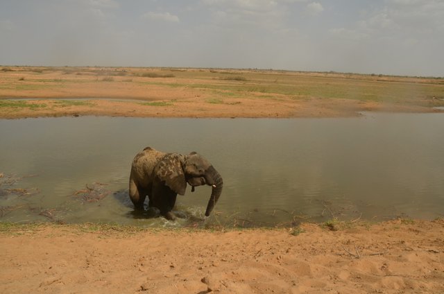 2.19 Poaching,Female elephant injured by poachers into leg, Arthur, Chad, 2017.jpg