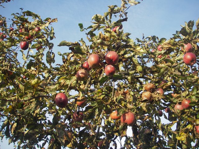Apples ripe.JPG