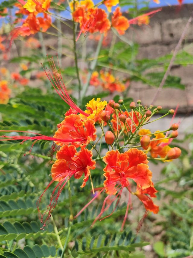Flor Caesalpinia pulcherrima.jpg
