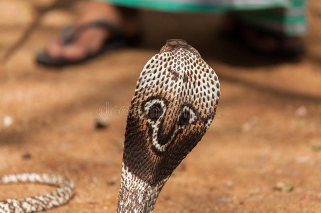 king-cobra-ophiophagus-hannah-asian-kobra-sri-lanka-69325625.jpg
