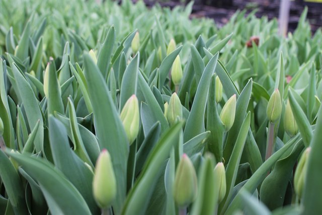 Tulips_close_up.jpg