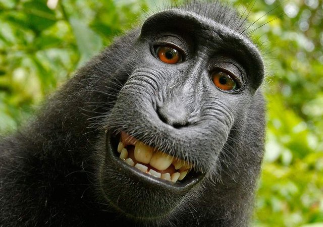 naturo-monkey-selfie.jpg