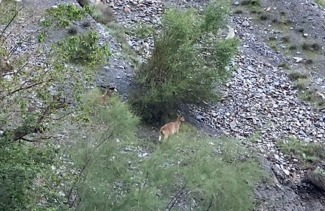 markhor (1).jpg