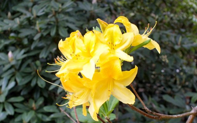 0529-YellowRhody.jpg