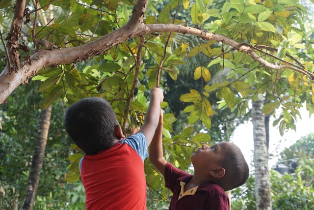 kerala-india-kids-guava-tree-plant-1458737-pxhere.com.jpg