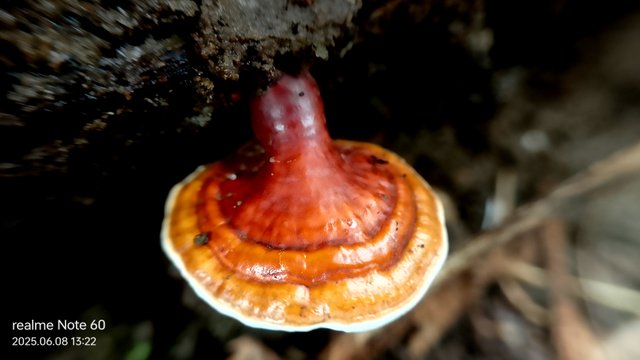 IMG_20250608_132259.jpg