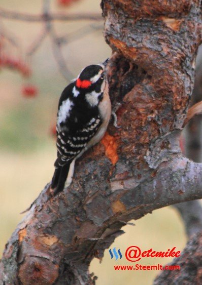 Downy Woodpecker PFW47.jpg