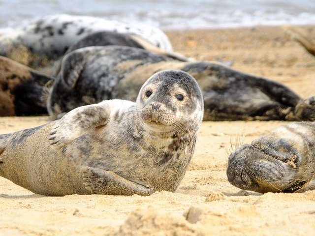 Seals-Horsey-Beach-20.jpg