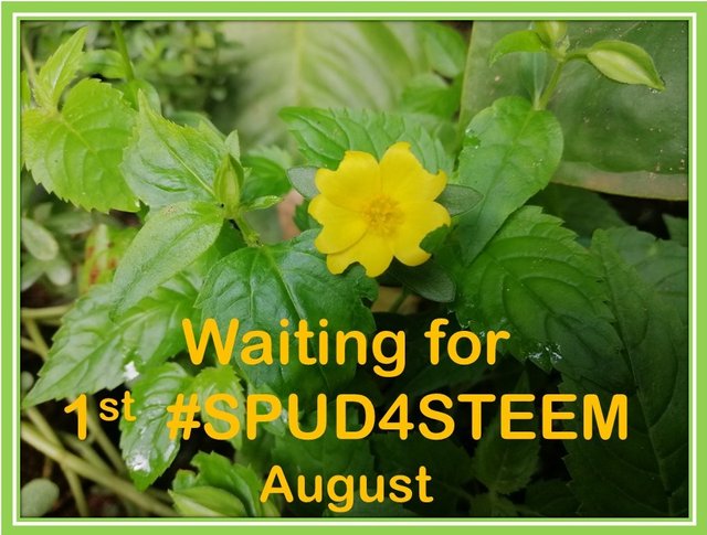 august spud4steem.jpg