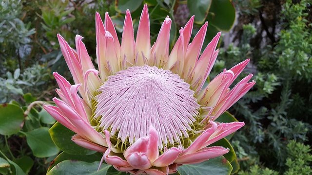 protea-1533318__480.jpg