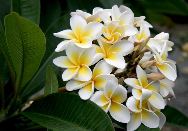 Plumeria.jpeg