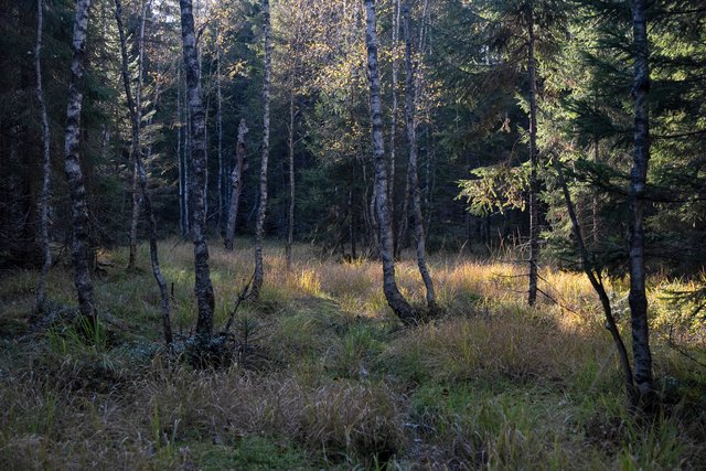 DSC06311-2.jpg