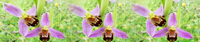 Orchide_Streifen.jpg