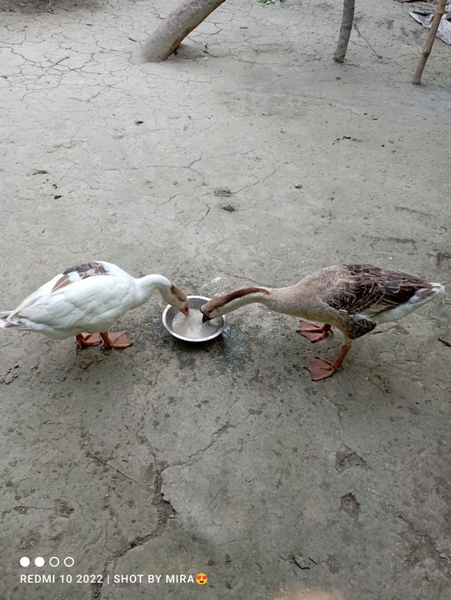 IMG_20250325_080016.jpg
