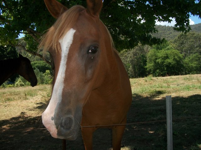 Pony at Wandi.JPG