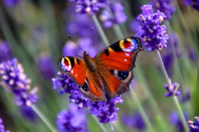 butterfly-header-810x540.jpg