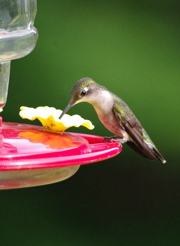 steemit-hummingbird-drink-virgo.jpg
