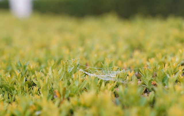 spiderweb waterdrops 2.jpg