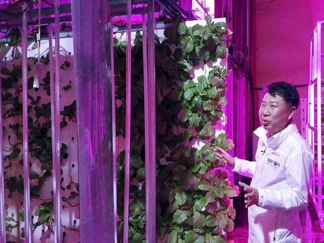 vertical_farming_15361518.jpg