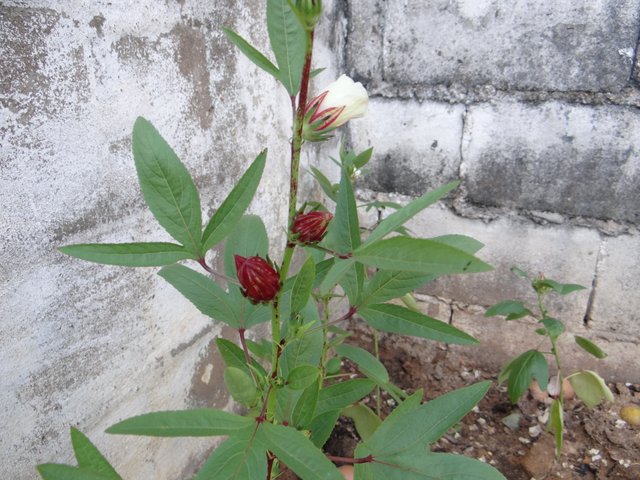 Bienvenidos a mi jardín//Concurso #2 / Tema: Plantas medicinales: Flor de  Jamaica// @zhanavic69 — Steemit