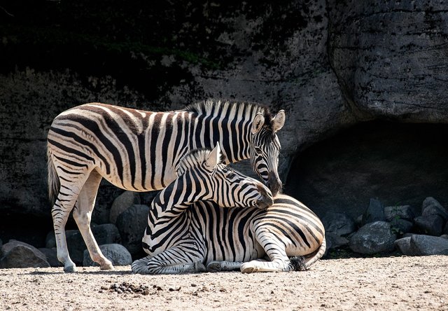 zebras-4258909_1280.jpg