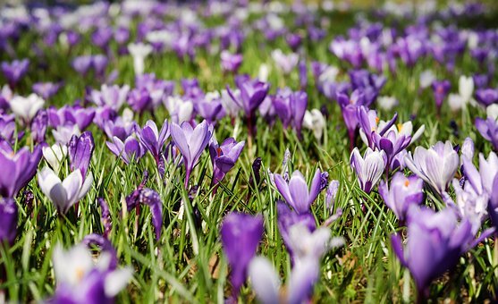 crocus-3226433__340.jpg