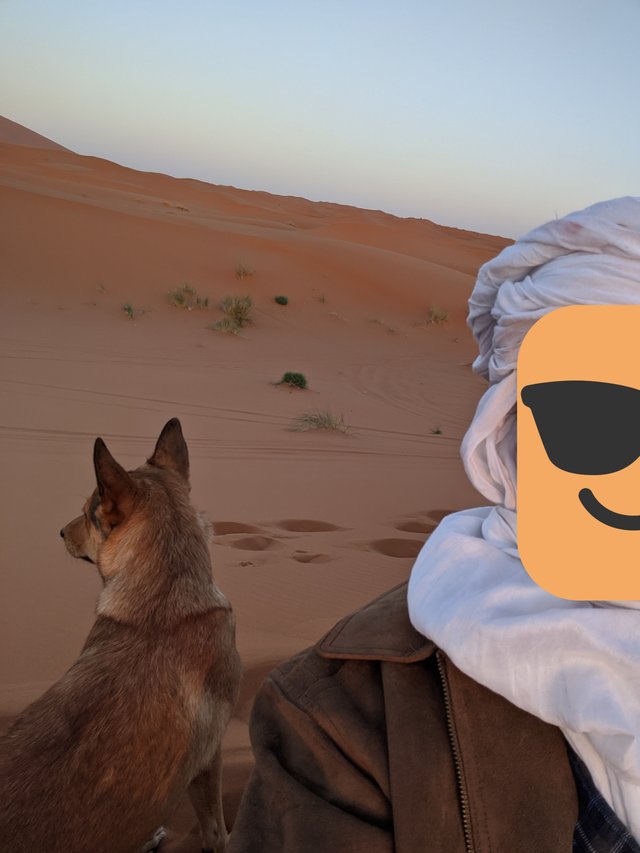desert dog.JPG