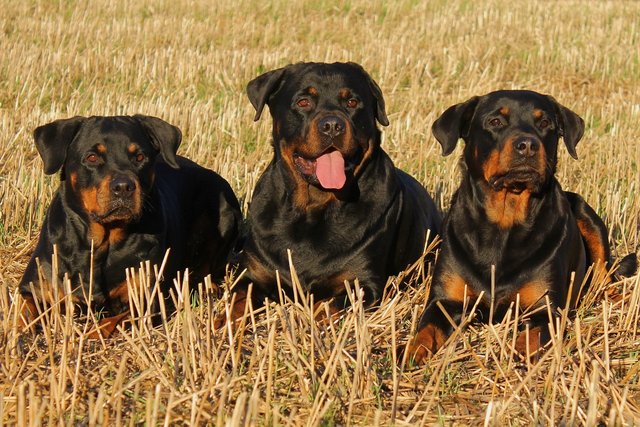 rottweiler-323261_1280.jpg