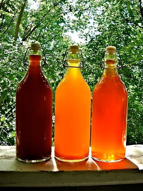 kombucha1.jpg