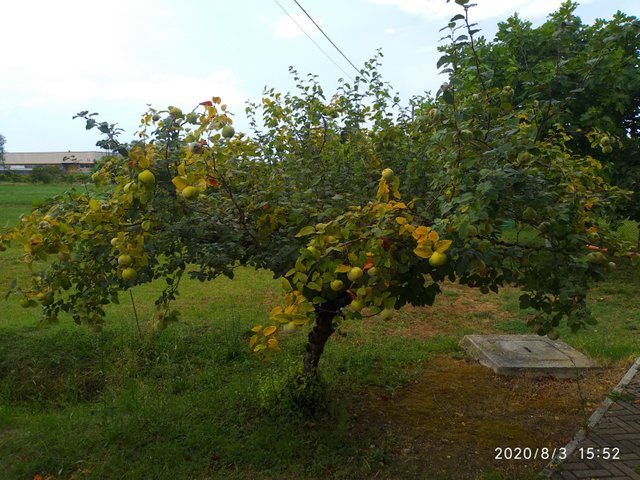 IMG_20200803_155245.jpg