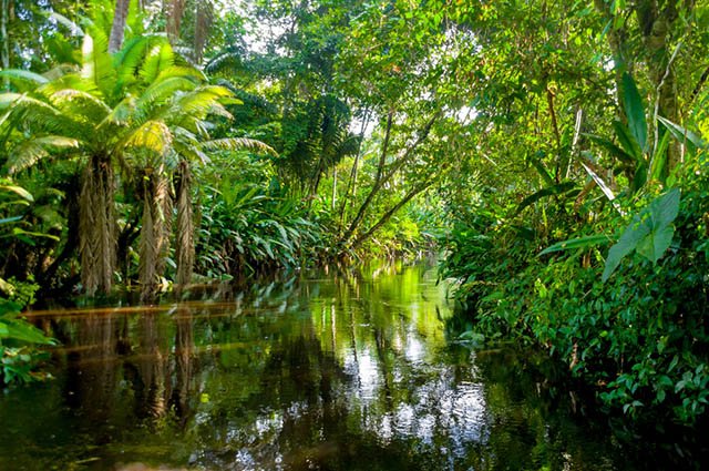 Preservem a Amazônia! 