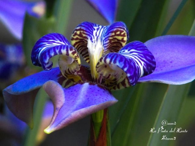 Orquidea-Brasil-Samic.jpg