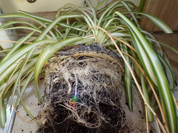 Spider plant - pot bound crop January 2020.jpg